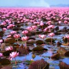 Фотообои цветы 432