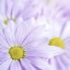 Фотообои цветы 428