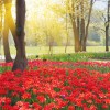Фотообои цветы 430