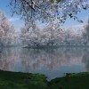 Фотообои цветы 418