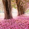 Фотообои цветы 399