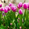 Фотообои цветы 400
