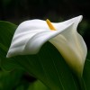 Фотообои цветы 403