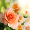 Фотообои цветы 406