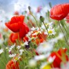 Фотообои цветы 407