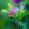 Фотообои цветы 390