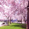 Фотообои цветы 411