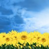 Фотообои цветы 412