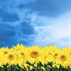 Фотообои цветы 412