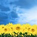 Фотообои цветы 412