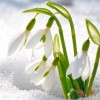 Фотообои цветы 392