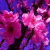 Фотообои цветы 340