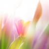 Фотообои цветы 351
