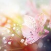 Фотообои цветы 352