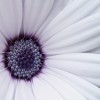 Фотообои цветы 353