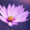 Фотообои цветы 354
