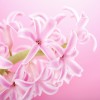 Фотообои цветы 359