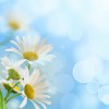 Фотообои цветы 360