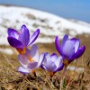 Фотообои цветы 362