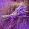 Фотообои цветы 371