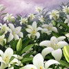 Фотообои цветы 374