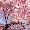 Фотообои цветы 343