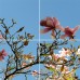 Стеклянный потолок Серия "Времена года"  А1041