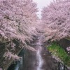 Фотообои Природа сакура 407